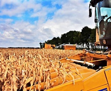 На Полтавщині стартувало збирання кукурудзи
